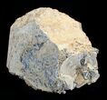 Blue Forest Petrified Wood Limb Section - / lbs #3282-4